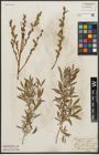 Foto von Salix purpurea L. x Salix repens L.